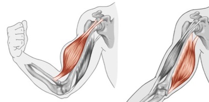 How Muscles Work and Types of Muscle Contractions